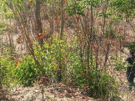 Agriculture cheap  land for sale in Hoshiarpur