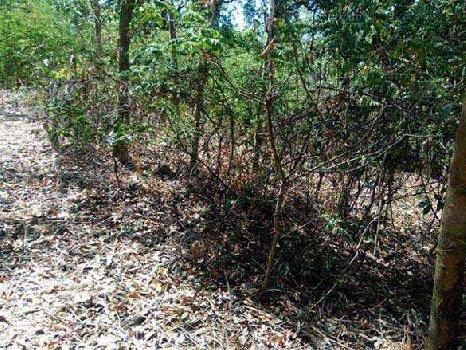 Cheap hilly cum plain agriculture land for sale
