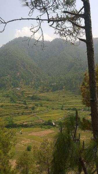 Agriculture, Cum commercial land in Almora Utrakhand