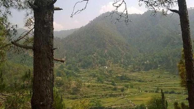 Agriculture, Cum commercial land in Almora Utrakhand