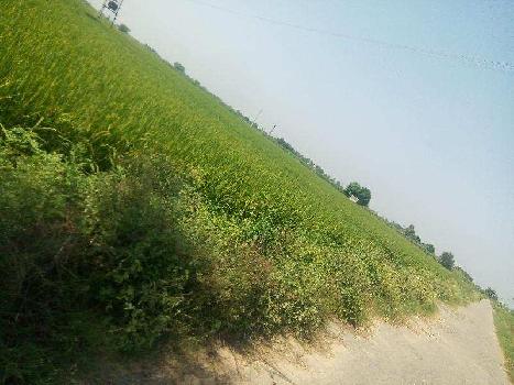 Agriculture land for sale in jalandhar