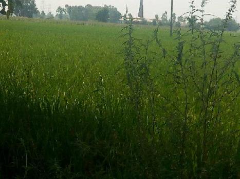 Agriculture land for sale in jalandhar