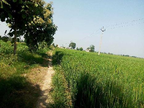 Agriculture land for sale in jalandhar