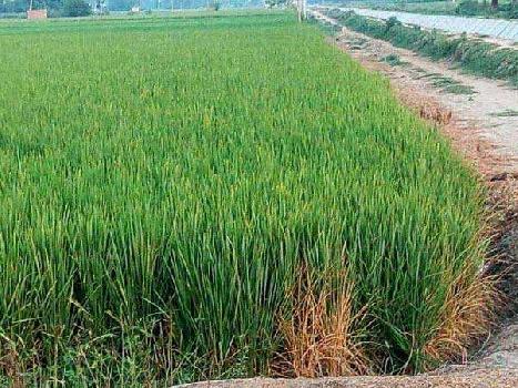 Agriculture land for sale in Punjab Jalandhar