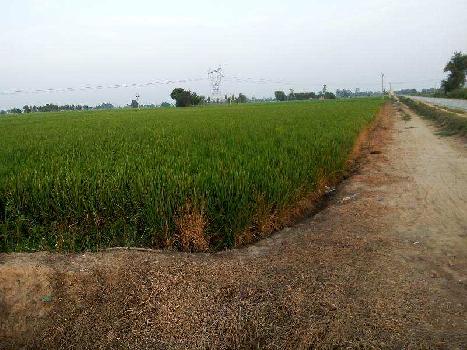 Agriculture land for sale in Punjab Jalandhar