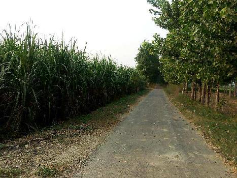 Agriculture land for sale in jalandhar Bhogpur