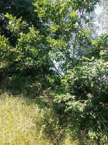 965 Acre Agricultural/Farm Land for Sale in Madikeri, Kodagu