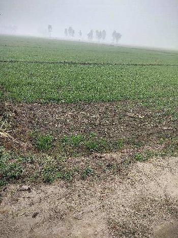 Agricultural/Farm Land for Sale in Hoshiarpur