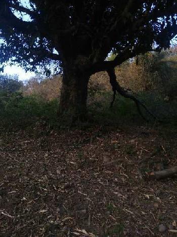 Land with hilly surrounding sale for hobby farmhouse