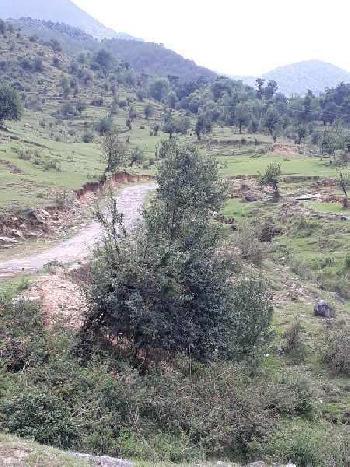 Agricultural/Farm Land for Sale in Palampur