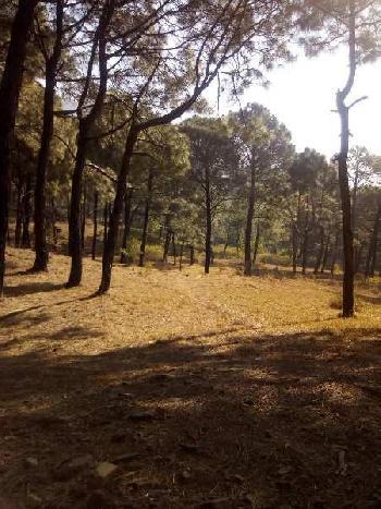 Land for sale in Dharamshala himachal