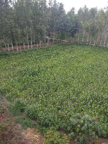 Agricultural/Farm Land for Sale in Sirsa