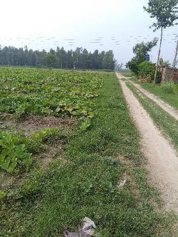 Agricultural/Farm Land for Sale in Hoshiarpur