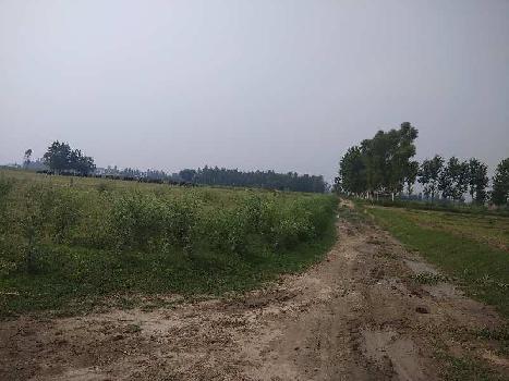 Agricultural/Farm Land for Sale in Hoshiarpur