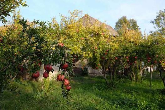 Agricultural/Farm Land for Sale in Jalalabad, Fazilka