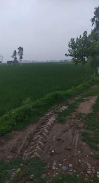Agriculture land for sale in Jalandhar