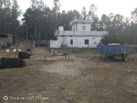 Farm house for sale with dairy farm shed