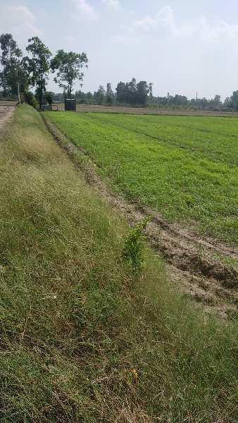Agriculture land for sale  in Hoshiarpur