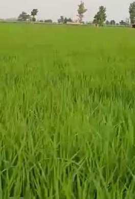 Agriculture land for sale near saila Hoshiarpur