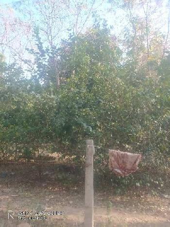 300 acre Hilly  land with trees for sale in Hoshiarpur