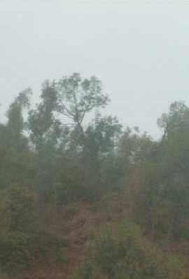 Hilly land for sale with  cheel trees