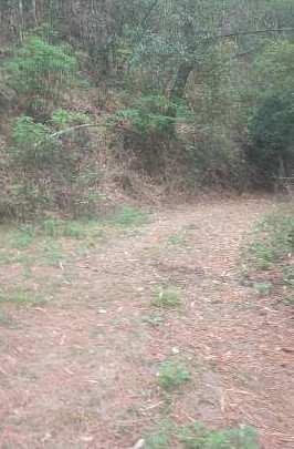 Hilly land for sale with  cheel trees