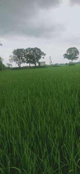 Agriculture land for sale in Nabha patiala