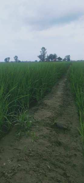 Agriculture land for sale in Nabha patiala