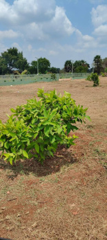 Farm land for sale - othakalmandapam coimbatore