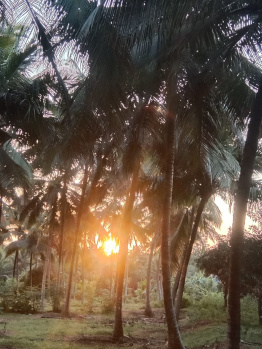 Agricultural/Farm Land for Sale in Pollachi, Coimbatore (5 Acre)