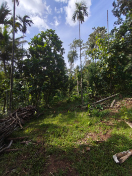 Agricultural/Farm Land for Sale in Kulikadavu, Palakkad (3.60 Acre)