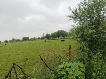 Agricultural/Farm Land for Sale in Ajmer Road, Jaipur (15 Bigha)