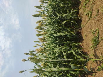 Agricultural/Farm Land for Sale in Wardha Road, Nagpur (18 Acre)