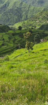 Residential Plot for Sale in Dhanaulti, Tehri Garhwal (900 Sq.ft.)