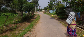 Suriyampatti Agriland for sale at Nanjikottai road, Thanjavur