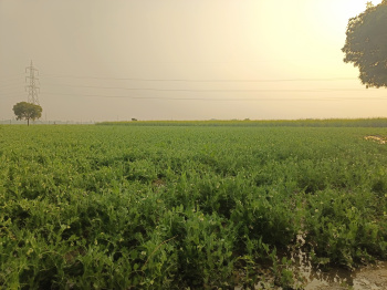 1000 Bigha Farm House For Sale In Civil Lines, Budaun