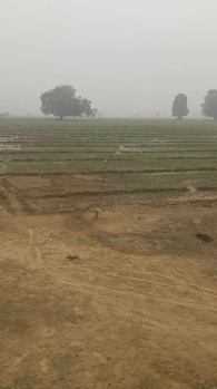 Agricultural/Farm Land For Sale In Dataganj, Badaun (40 Acre)