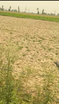 Agricultural/Farm Land For Sale In Tilhar, Shahjahanpur (35 Acre)