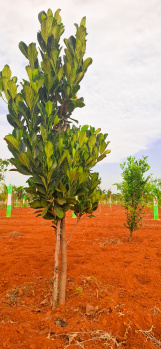 Property for sale in Melmaruvathur, Chennai