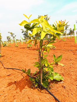 Property for sale in Ecr To Marakanam Road, Chennai