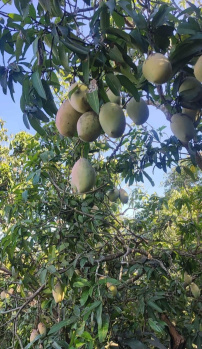 Property for sale in Tindivanam, Chennai