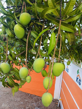 Property for sale in Acharapakkam, Chengalpattu