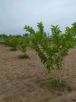 Property for sale in Uthiramerur, Kanchipuram
