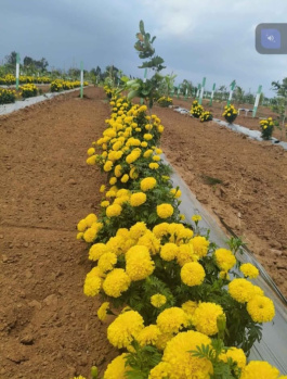 Property for sale in Marakkanam, Chennai