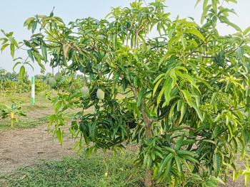 Property for sale in Tindivanam, Pondicherry