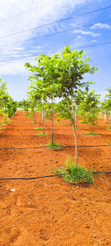 Property for sale in Kalpakkam To Vandalur Road, Chennai