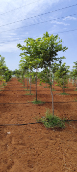Property for sale in Kalpakkam To Vandalur Road, Chennai