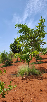 Property for sale in Koonimedu, Pondicherry
