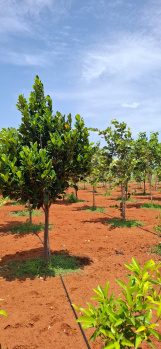 Property for sale in Koonimedu, Pondicherry