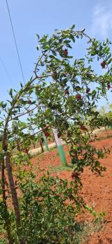 Property for sale in Koonimedu, Pondicherry